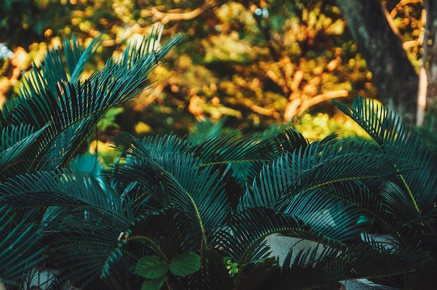 Close-up de plantas que crescem contra árvores