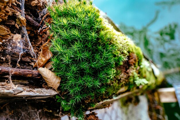 Close-up de plantas que crescem em musgo