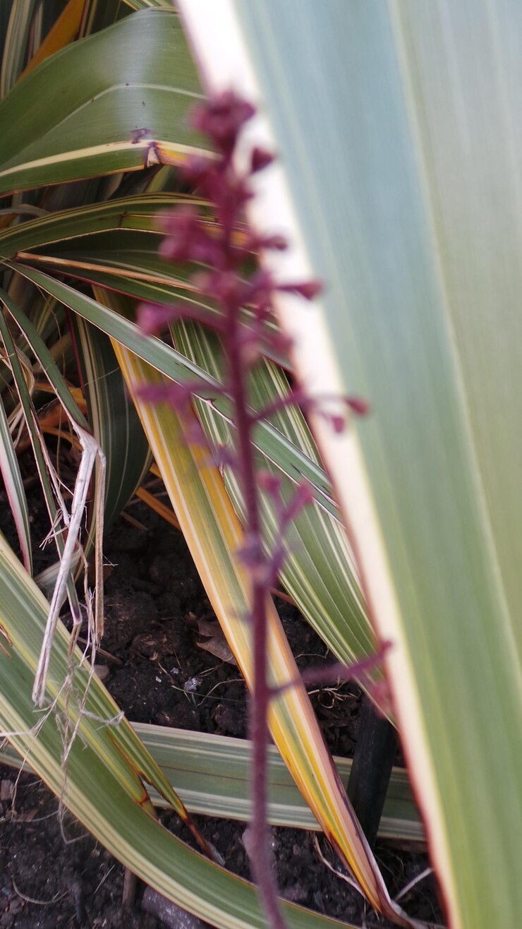 Foto close-up de plantas que crescem em plantas