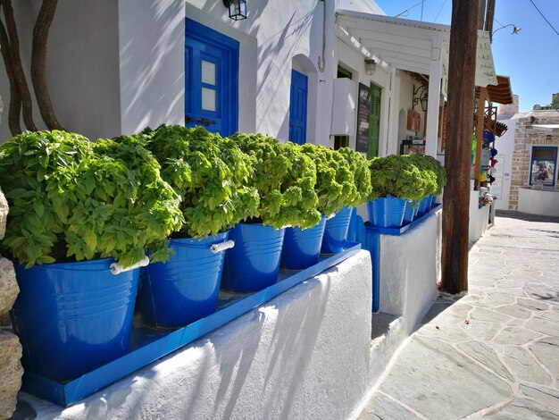 Close-up de plantas que crescem em vasos azuis contra o edifício