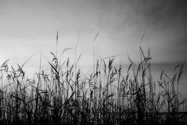 Close-up de plantas que crescem no campo contra o céu