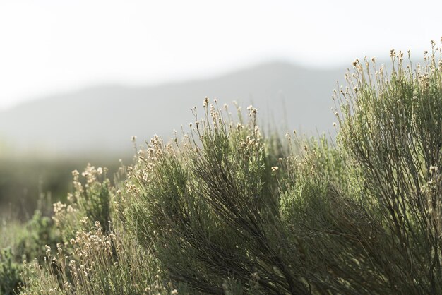 Close-up de plantas que crescem no campo