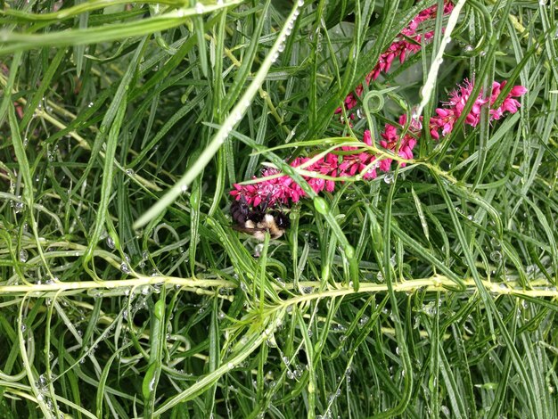 Foto close-up de plantas que crescem no campo