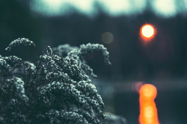 Foto close-up de plantas que crescem no campo