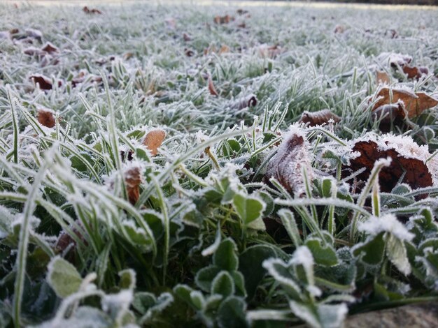 Foto close-up de plantas que crescem no campo