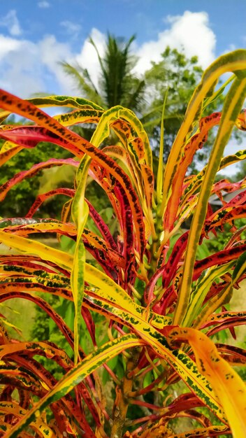 Foto close-up de plantas que crescem no campo