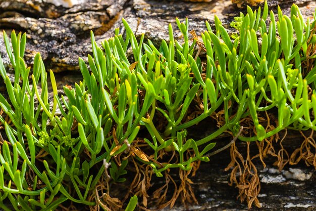 Foto close-up de plantas que crescem no campo