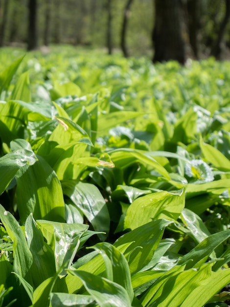 Foto close-up de plantas que crescem no campo