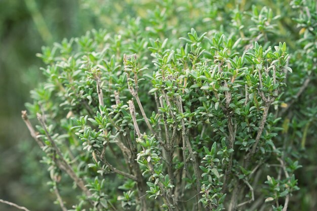 Foto close-up de plantas que crescem no campo