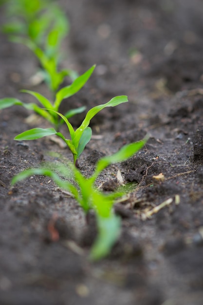 Close-up de plantas que crescem no campo
