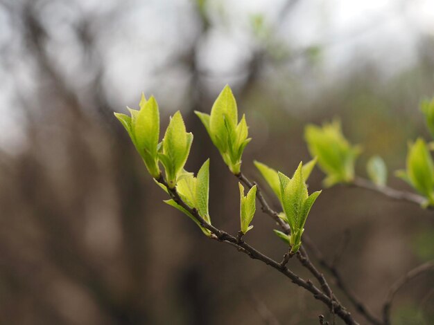 Foto close-up de plantas que crescem no campo