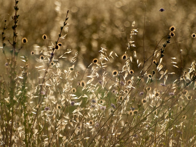 Close-up de plantas secas no campo