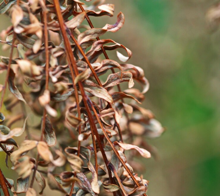 Foto close-up de plantas secas