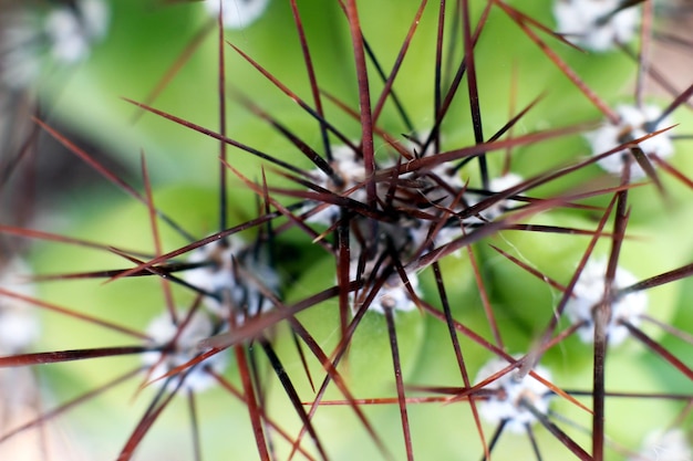 Foto close-up de plantas secas