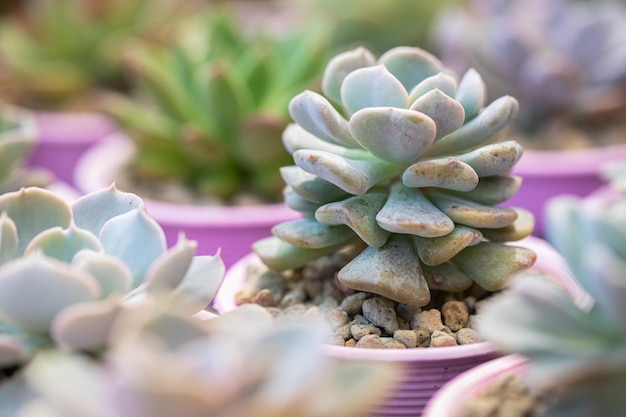 Foto close-up de plantas suculentas de cactos