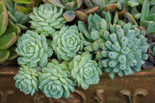 Close-up de plantas suculentas de cactos