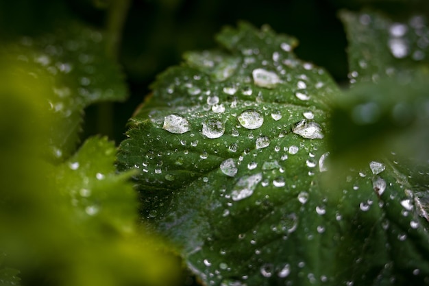 Close-up de plantas úmidas