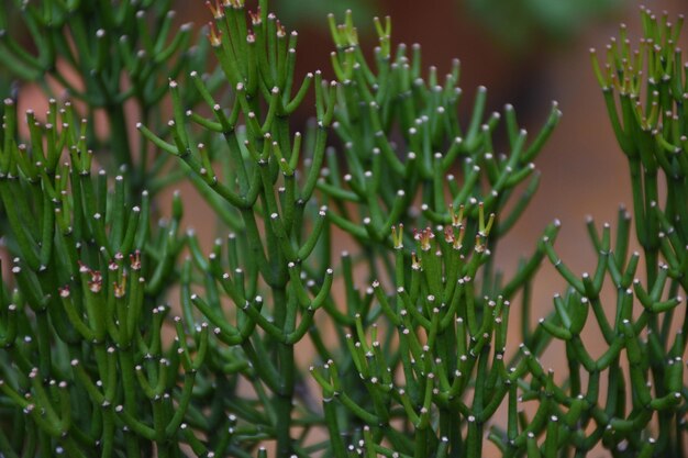 Foto close-up de plantas úmidas