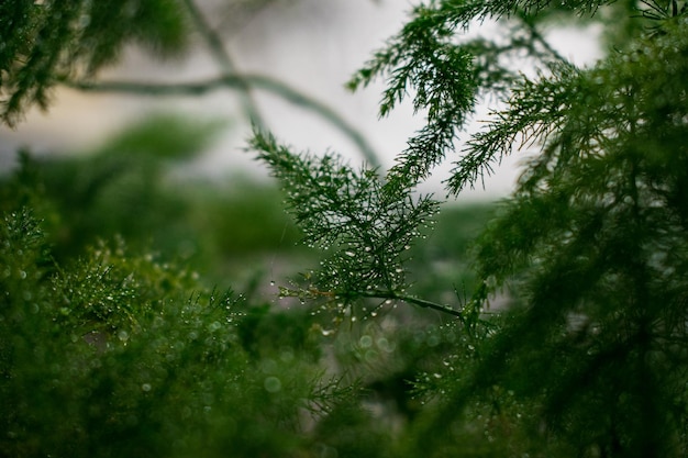 Close-up de plantas úmidas