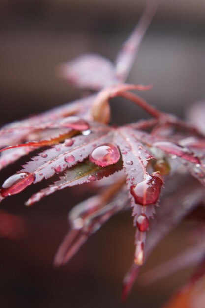 Foto close-up de plantas úmidas