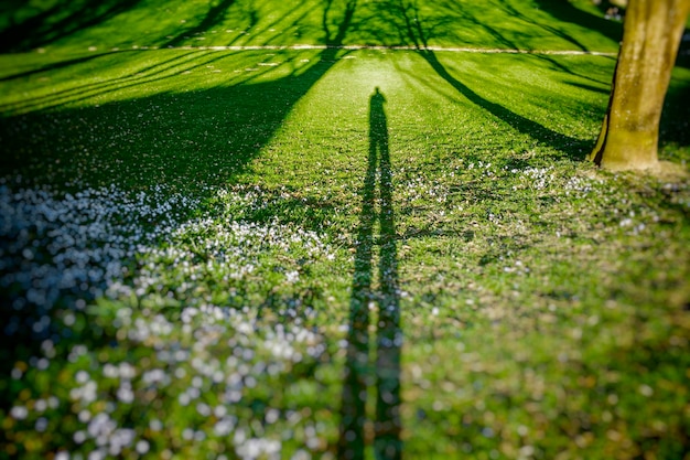 Foto close-up de plantas verdes frescas no campo