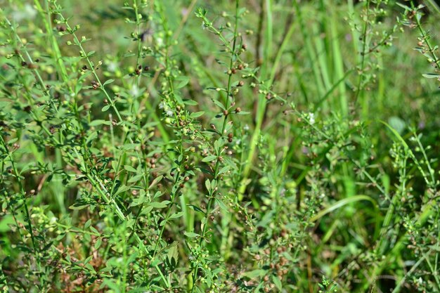 Foto close-up de plantas verdes frescas no campo