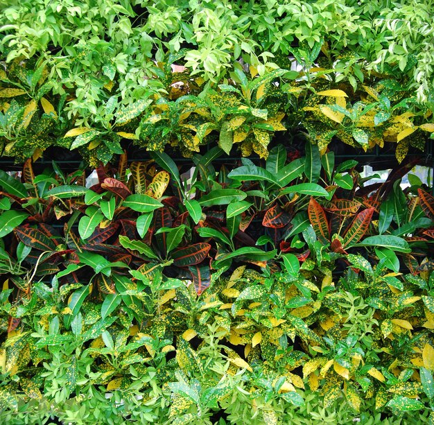 Foto close-up de plantas verdes frescas