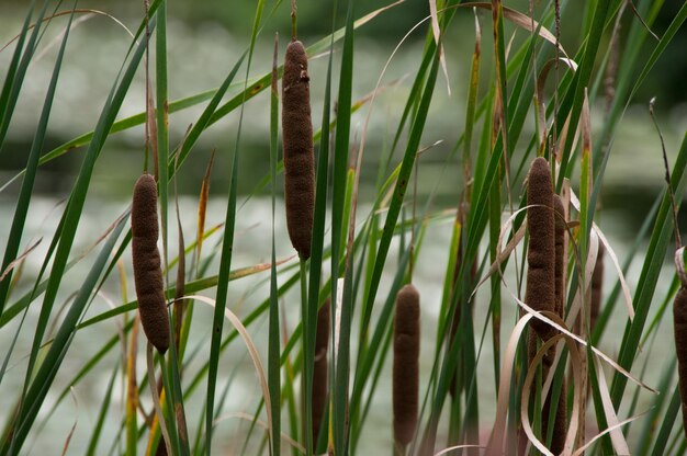 Foto close-up de plantas verdes frescas