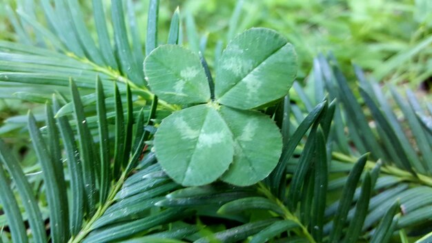 Close-up de plantas verdes frescas