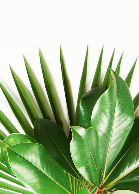 Close-up de plantas verdes tropicais exóticas em fundo branco