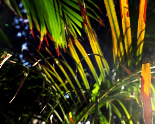 Foto close-up de plantas verdes