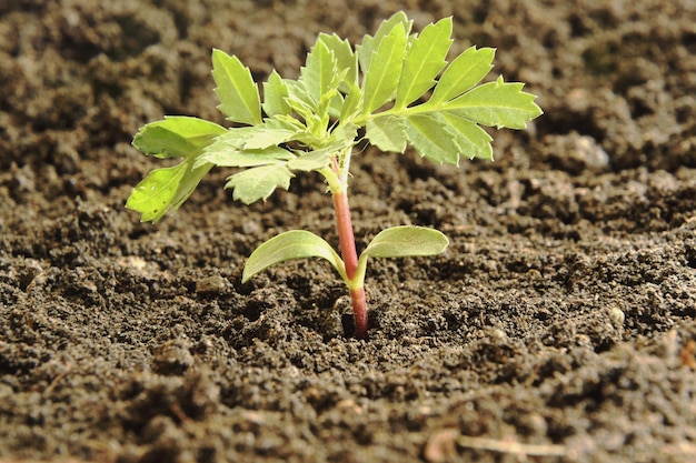 Close-up de plantas