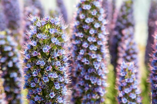 Close-up de plantas