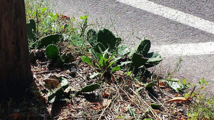 Foto close-up de plantas