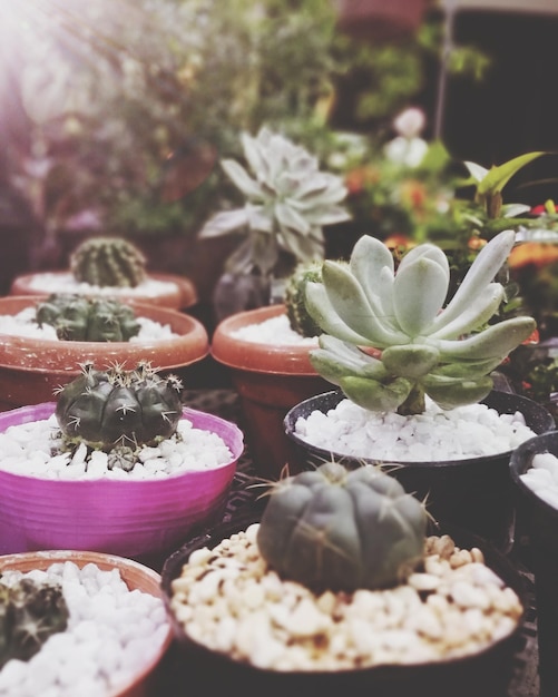 Close-up de plantas