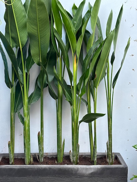 Close-up de plantas