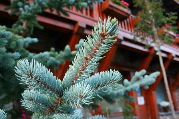 Foto close-up de plantas