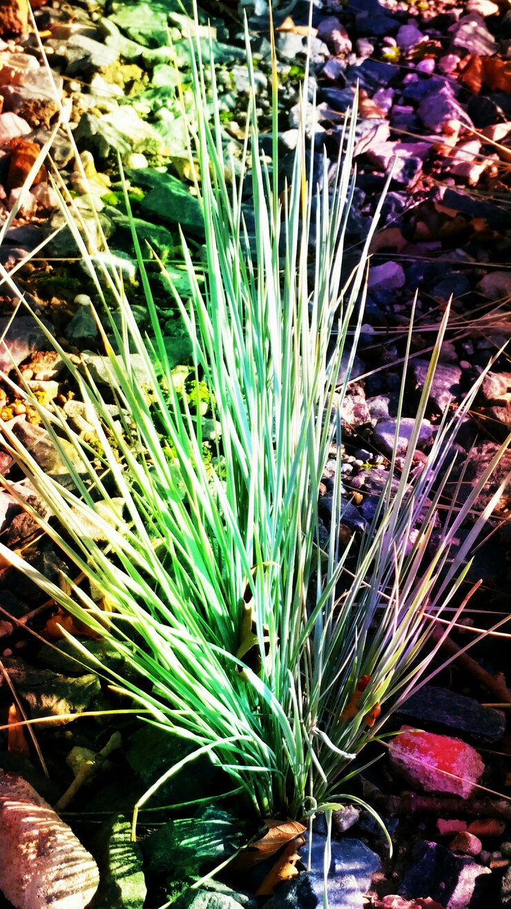 Foto close-up de plantas