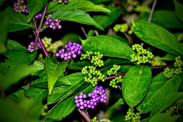 Foto close-up de plantas