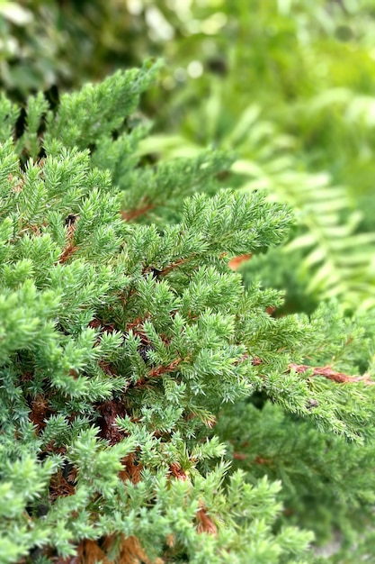 Foto close-up de plantas