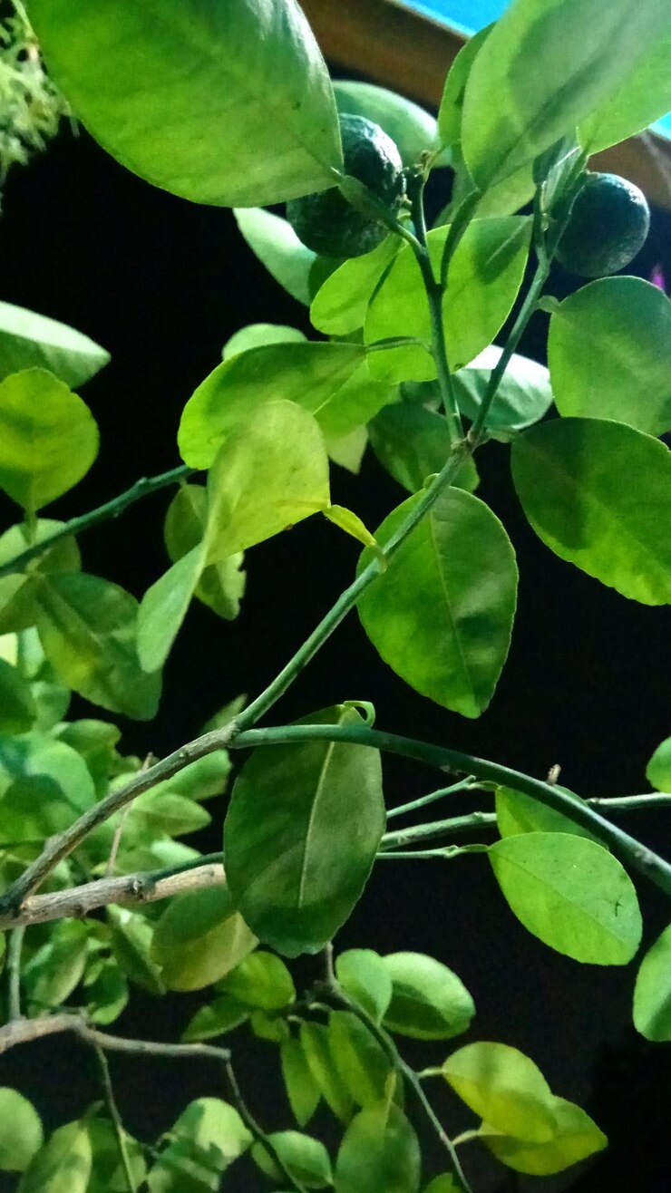 Foto close-up de plantas