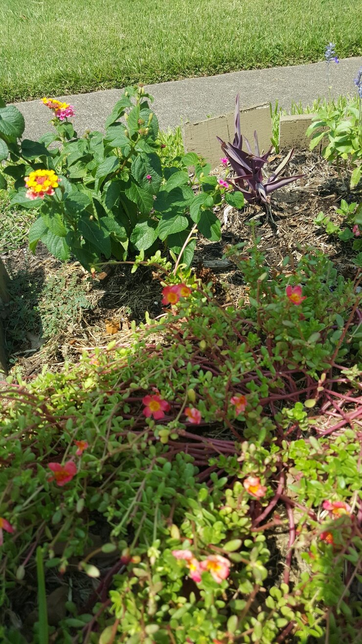 Foto close-up de plantas
