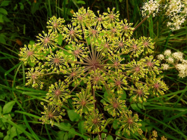 Foto close-up de plantas