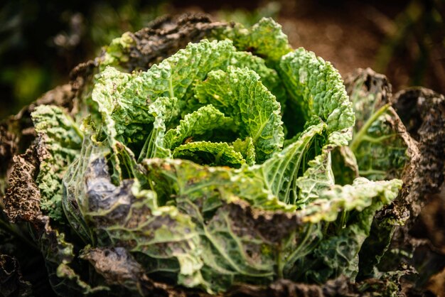 Foto close-up de plantas