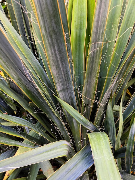 Close-up de plantas