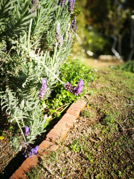 Foto close-up de plantas