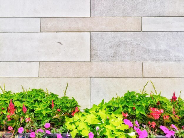 Foto close-up de plantas