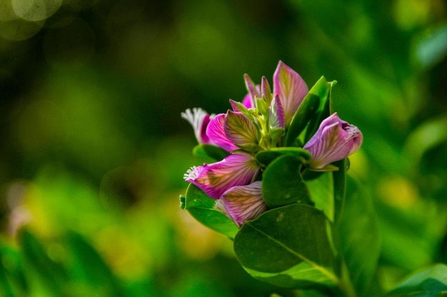 Foto close-up de polygala myrtifolia em flor em um jardim sob a luz do sol com um fundo desfocado