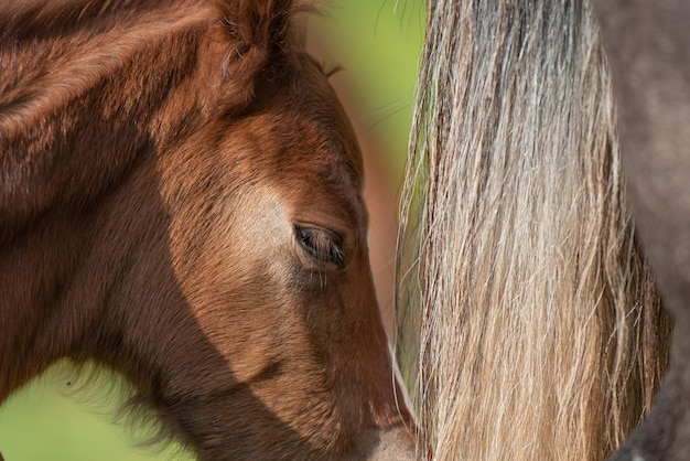 Foto close-up de potro por cavalo