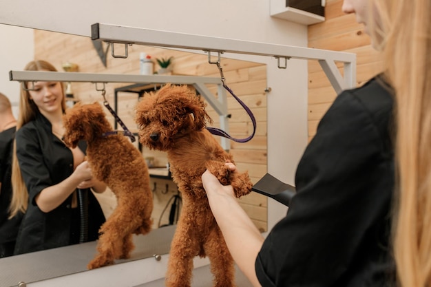 Close-up de profissional feminino pet groomer xícara de chá seca pele de cachorro poodle com um secador de cabelo após a lavagem no salão de beleza Conceito de preparação